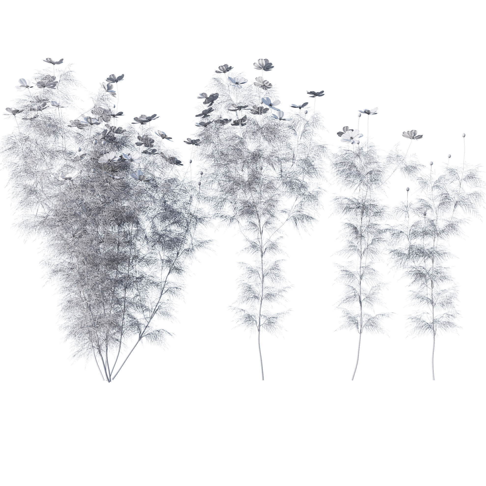 Cosmos flower 3D model_22