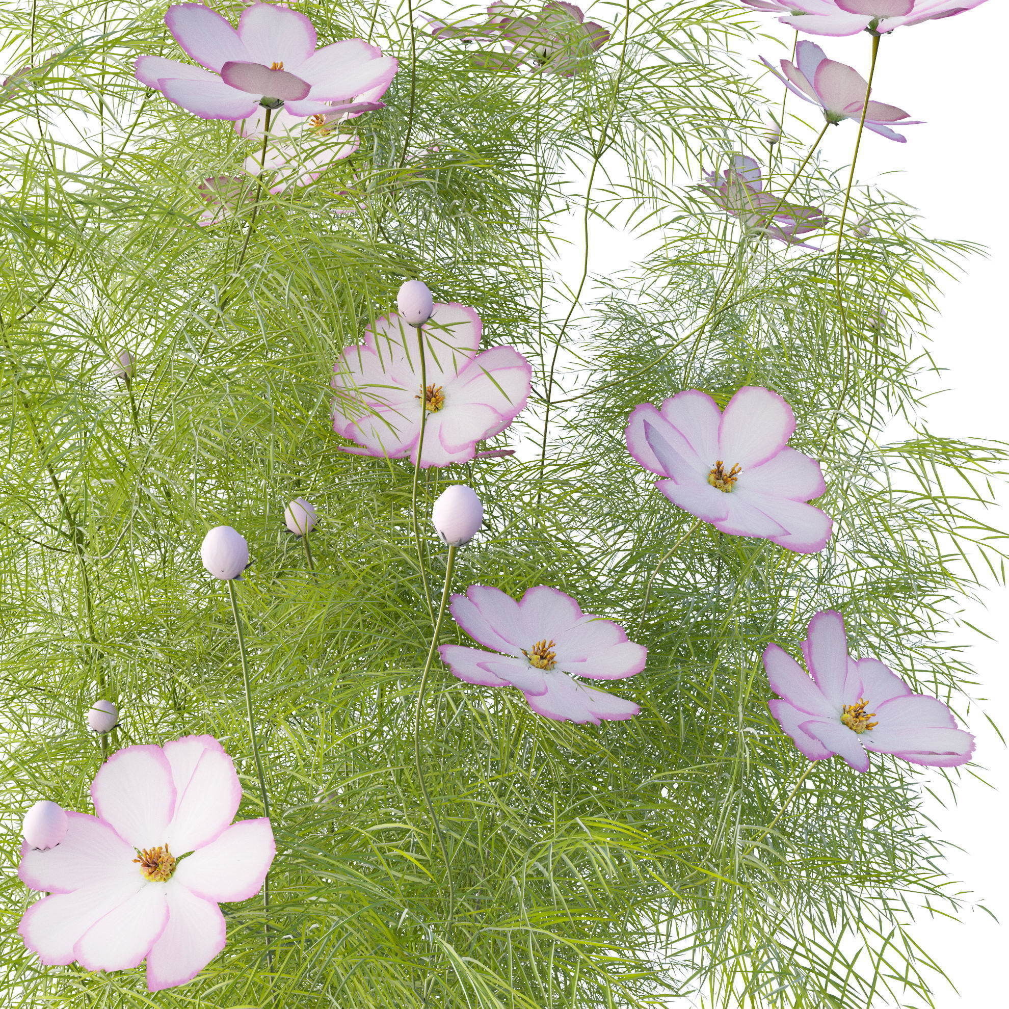 Cosmos flower 3D model_5