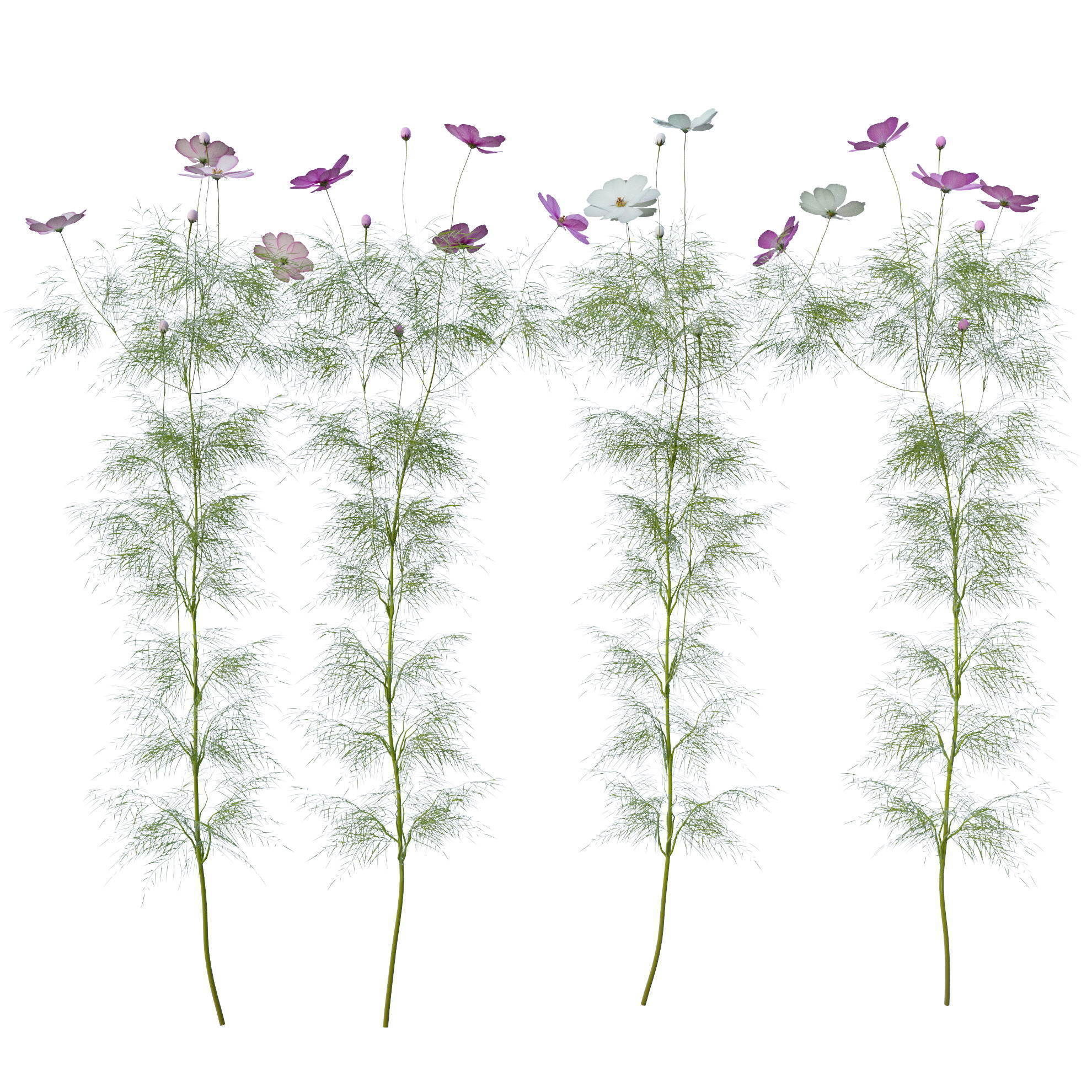 Cosmos flower 3D model_13