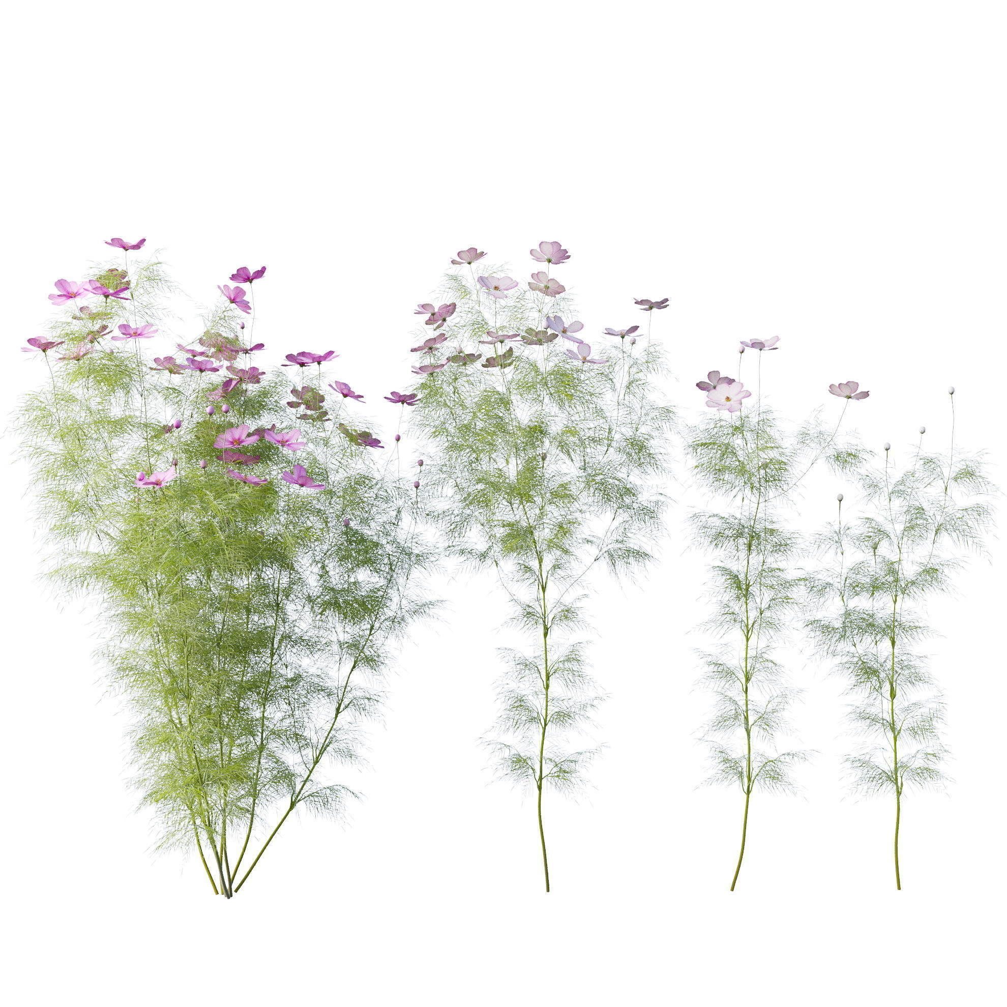 Cosmos flower 3D model_6