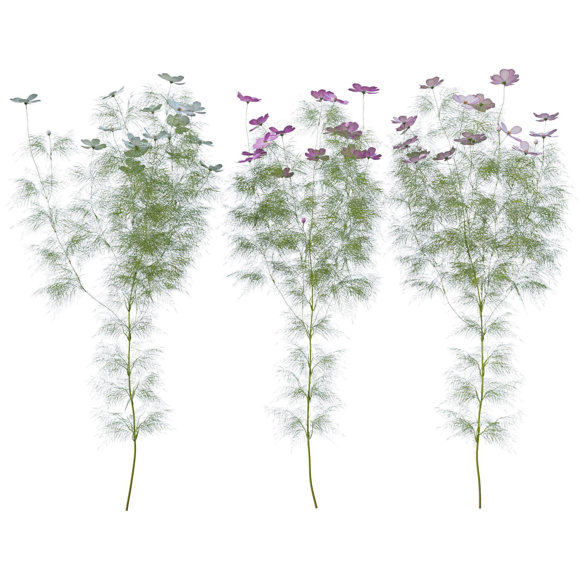 Cosmos flower 3D model_11