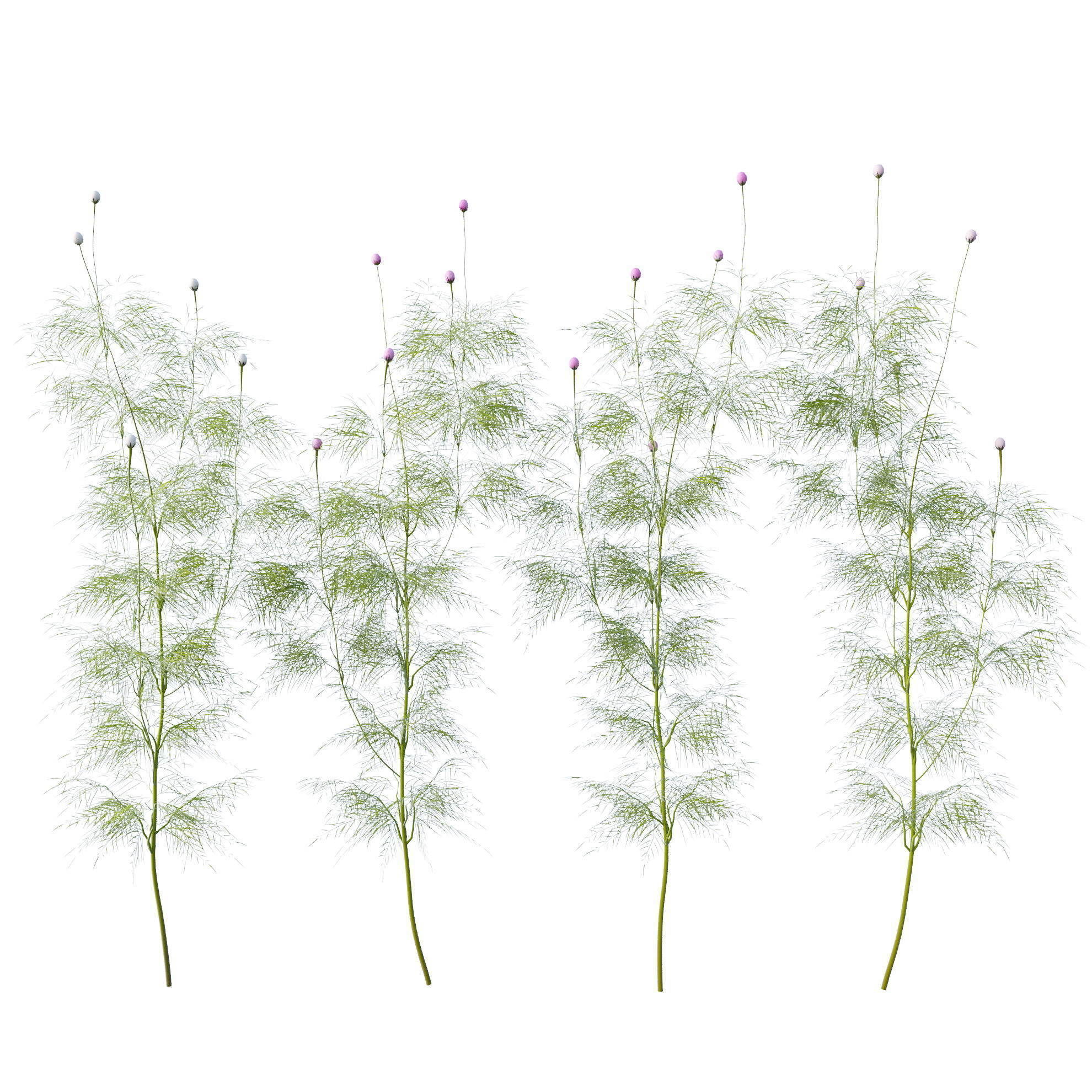 Cosmos flower 3D model_15