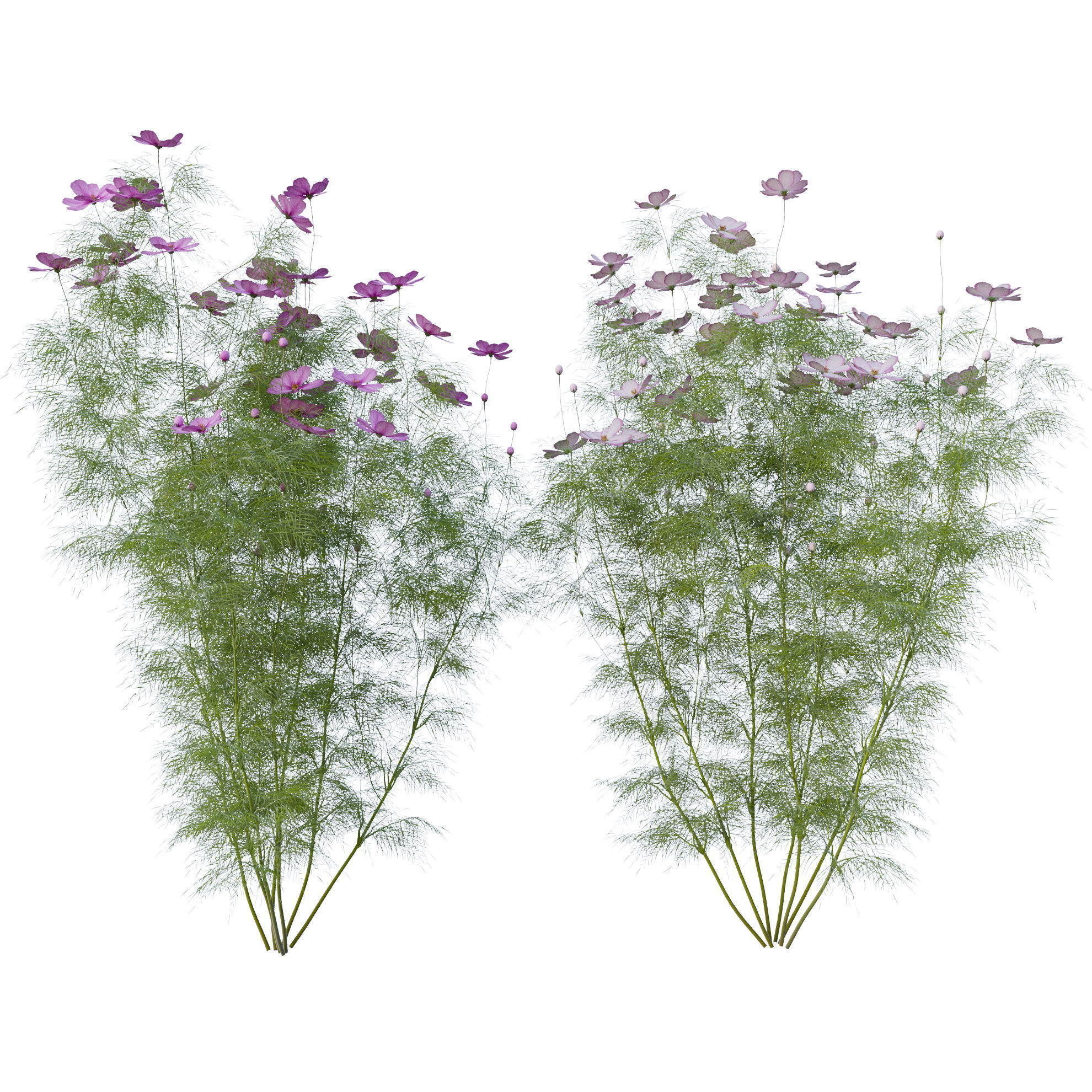 Cosmos flower 3D model_7