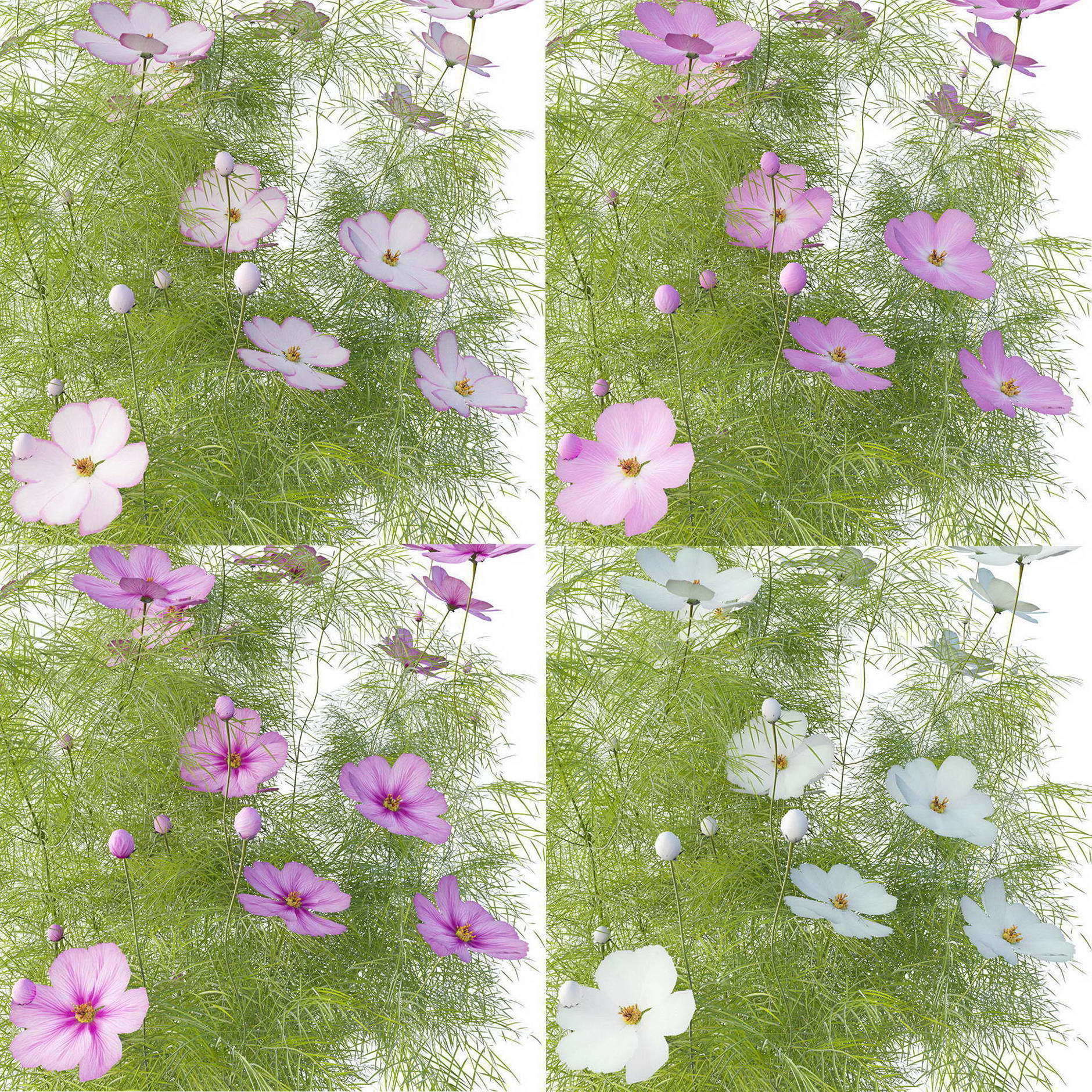 Cosmos flower 3D model_1