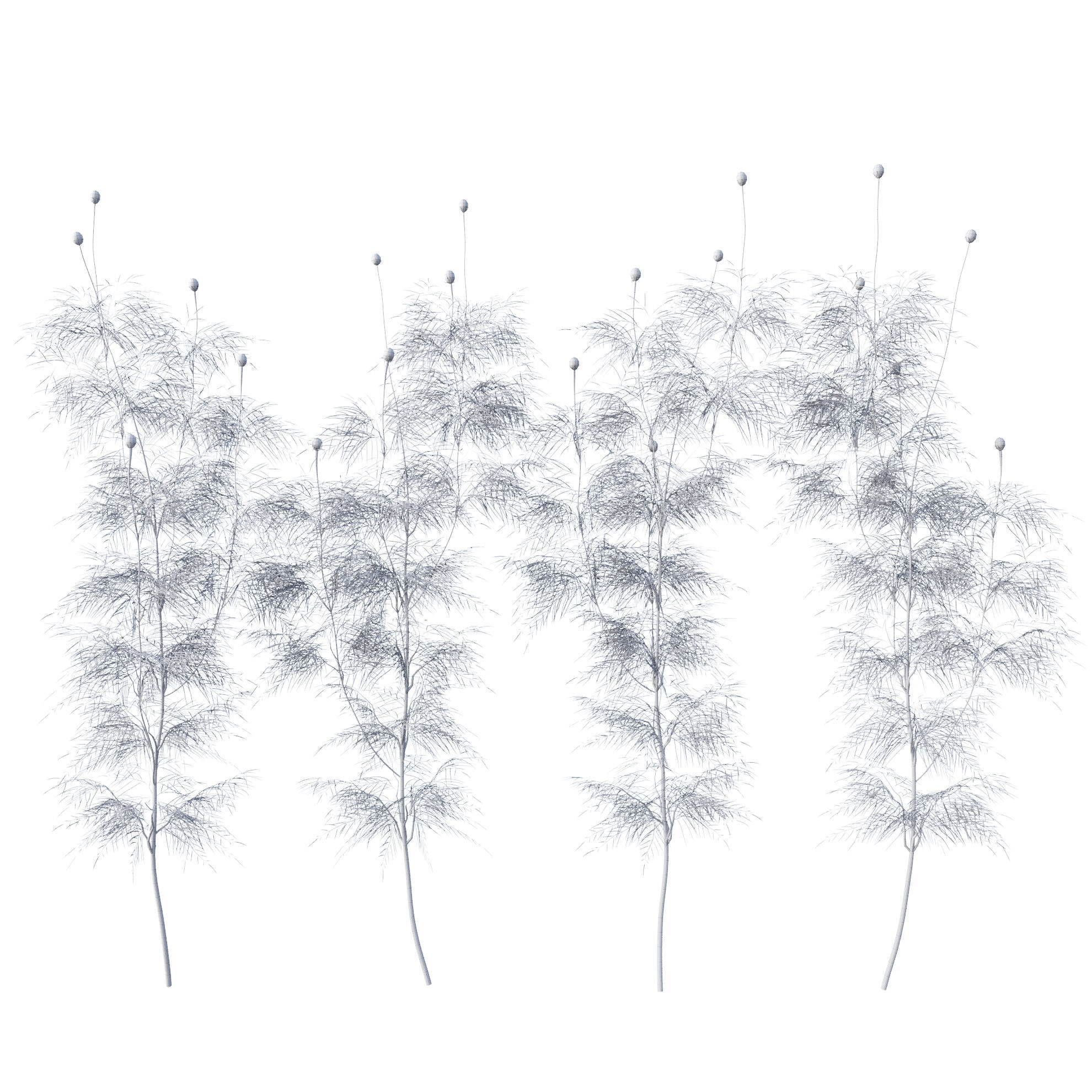 Cosmos flower 3D model_21