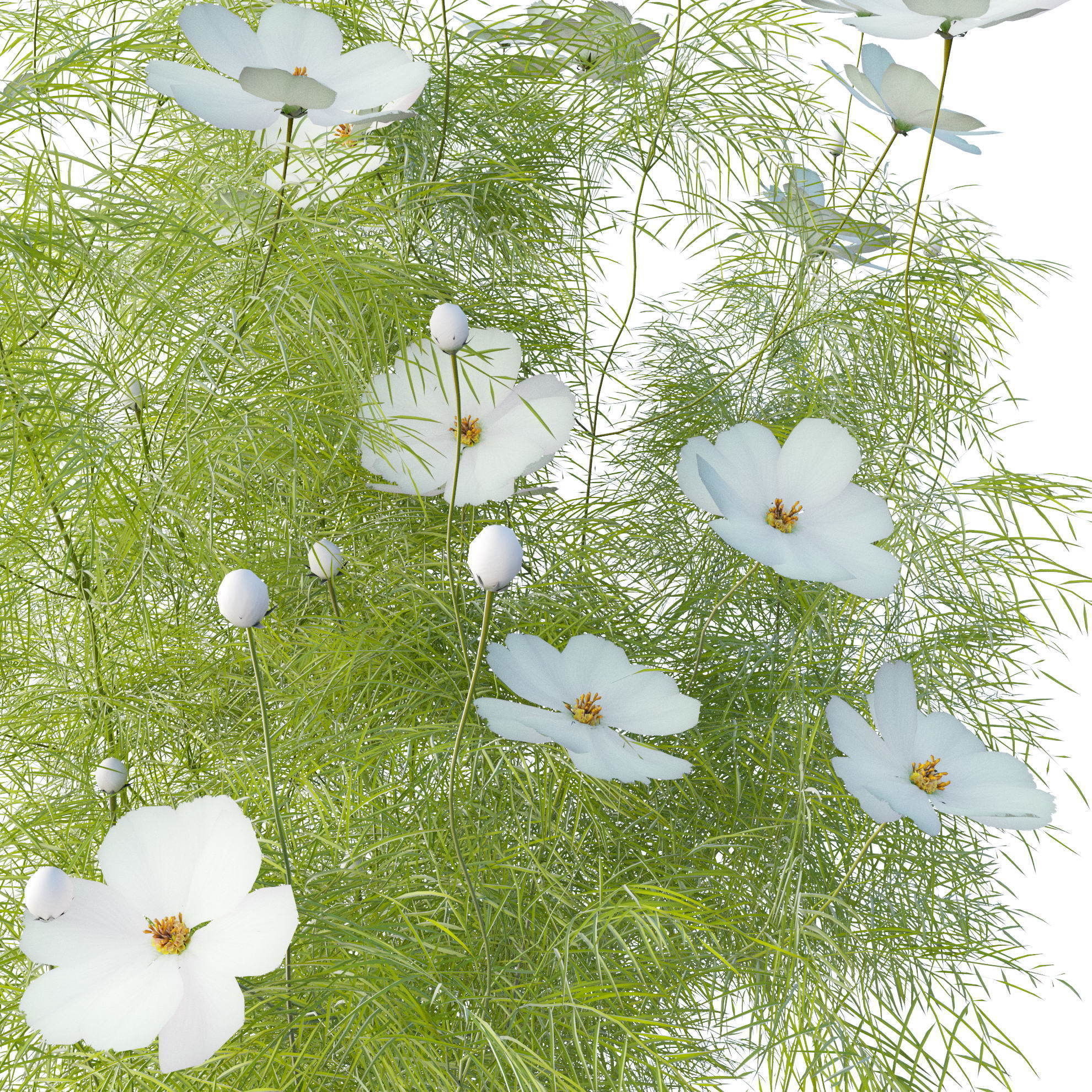 Cosmos flower 3D model_3