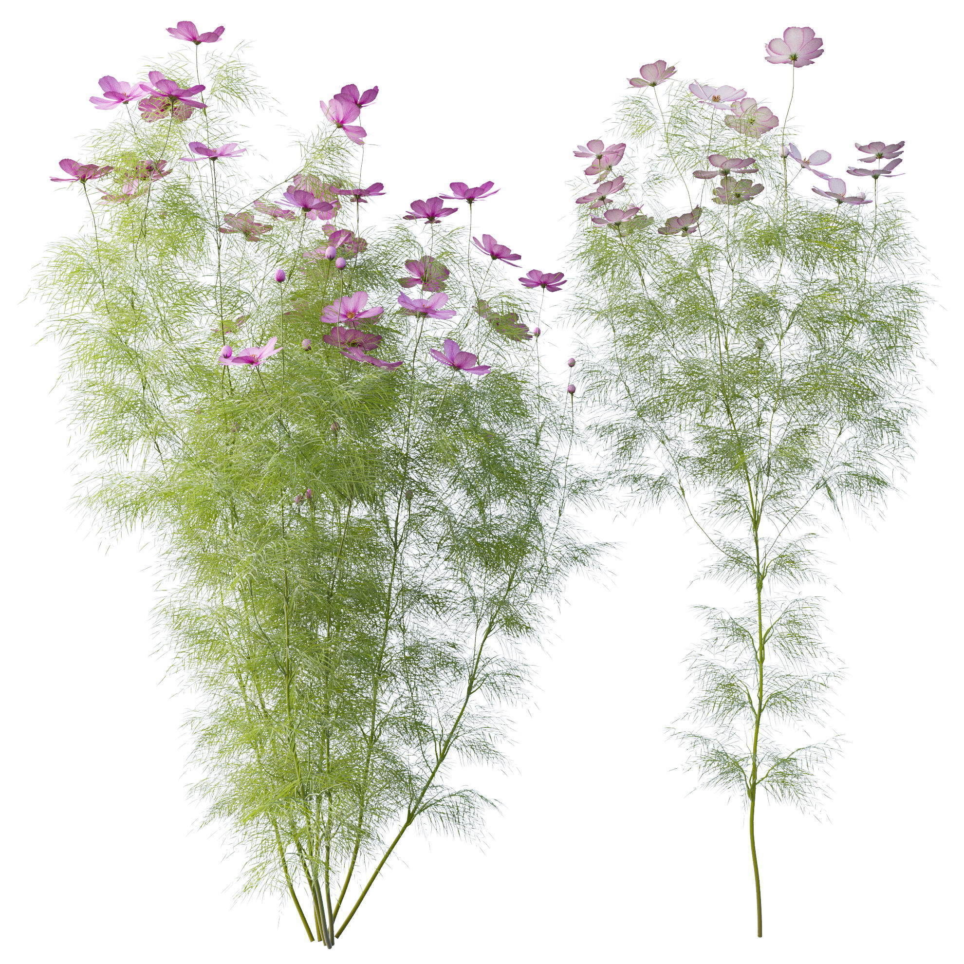 Cosmos flower 3D model_8