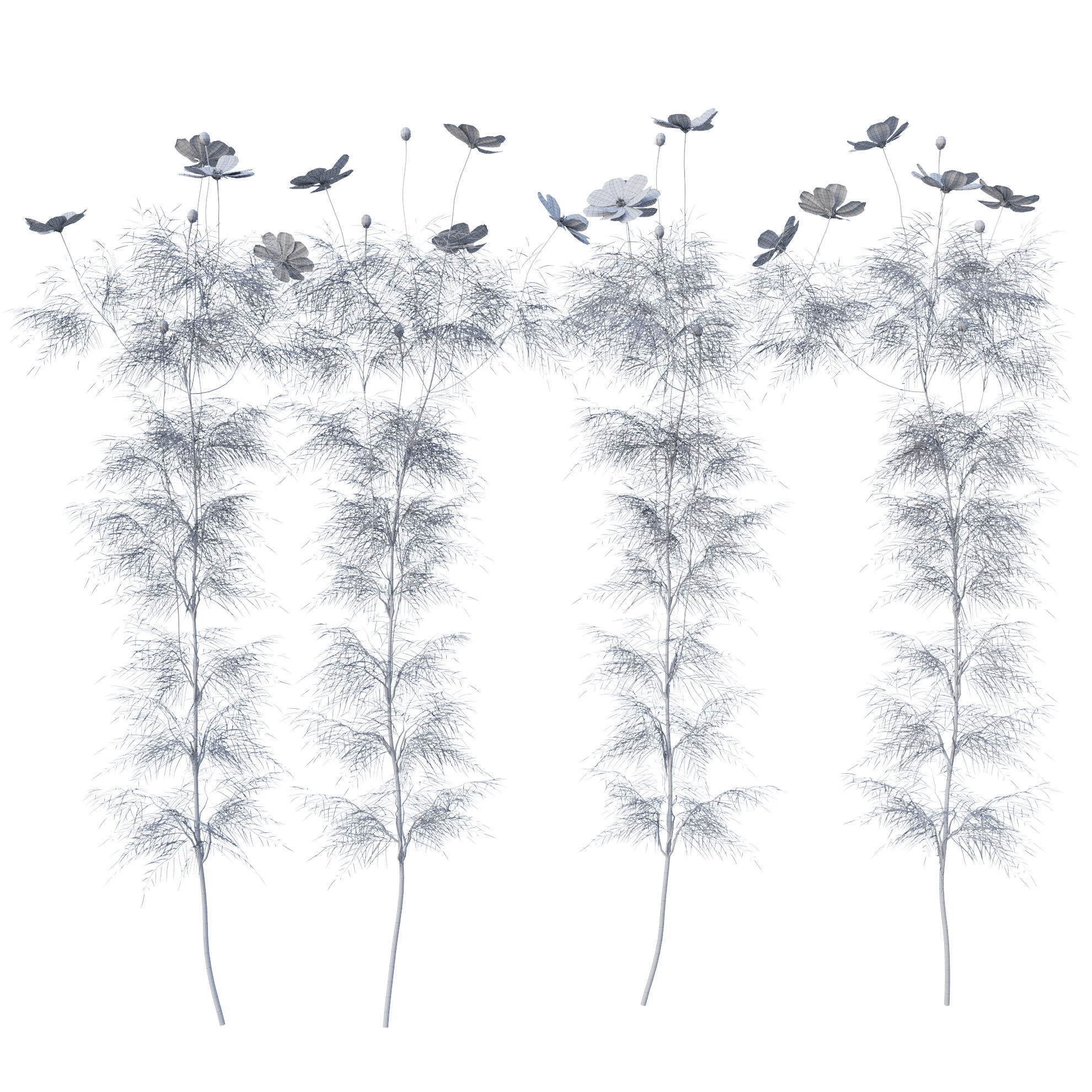 Cosmos flower 3D model_19