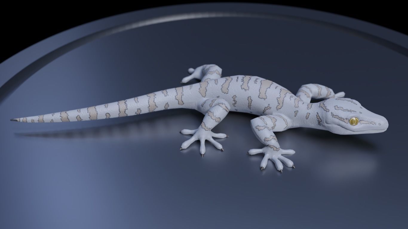 3D Gecko Low-poly 3D model_2