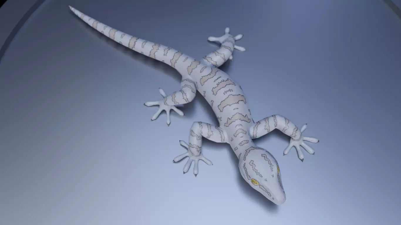 3D Gecko Low-poly 3D model_0