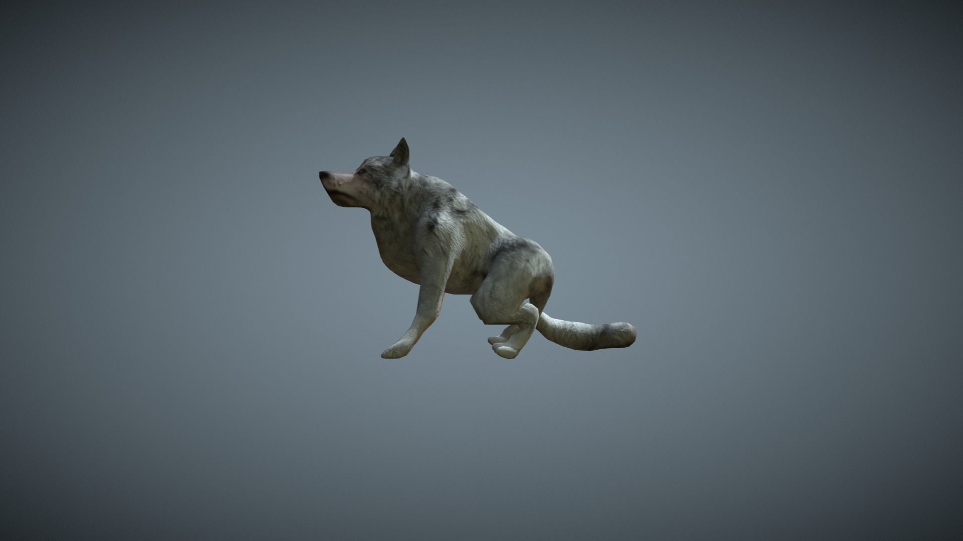 Wolf - low-poly model dog running Free low-poly 3D model_9