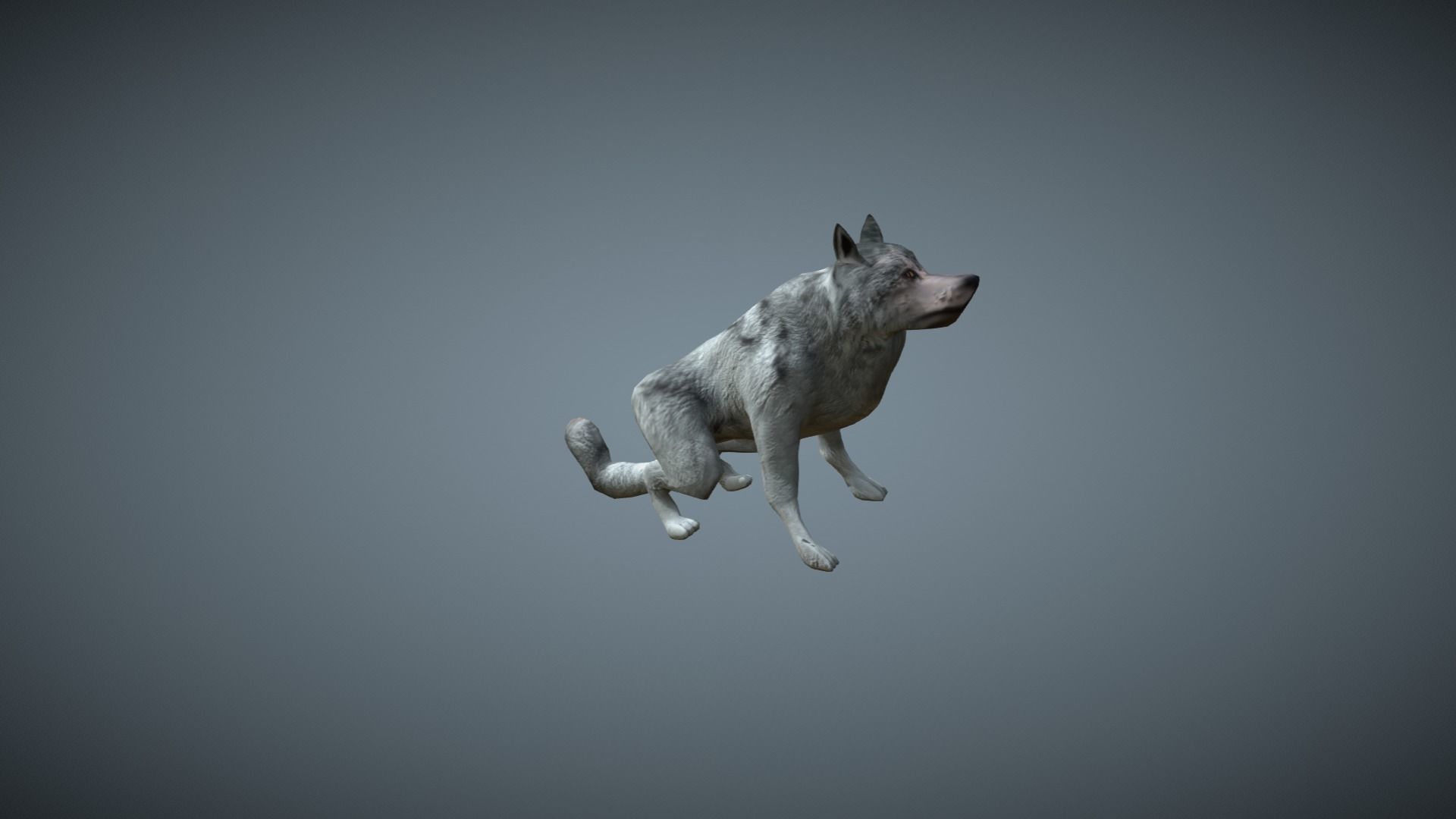 Wolf - low-poly model dog running Free low-poly 3D model_11