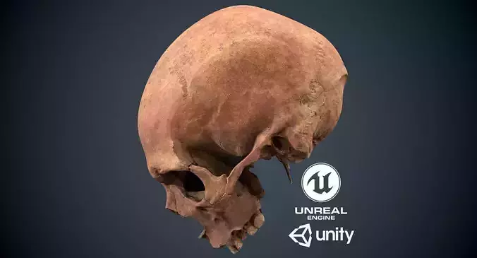  Real Human Skull Low-poly 3D model