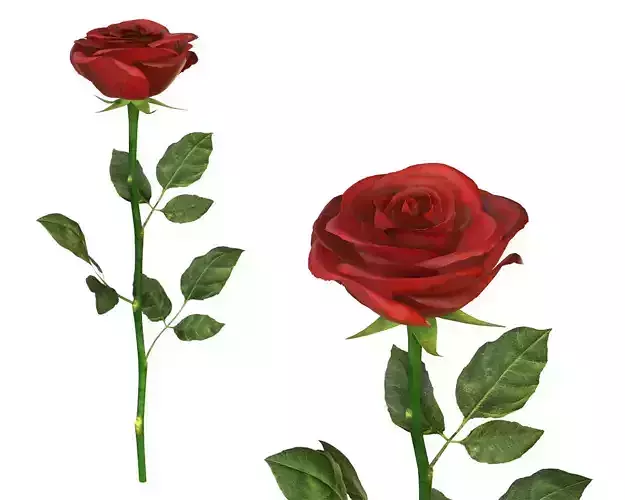 Single beautiful red rose 3D model