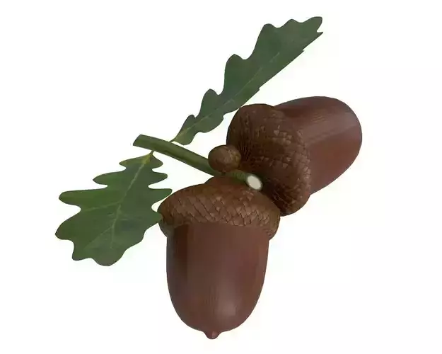 Dried acorns with leaf 3D model