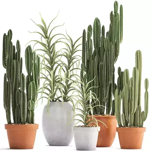 Collection of Exotic Cactus Plants 3