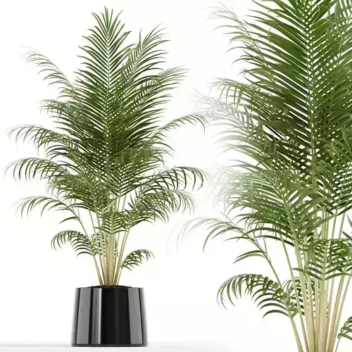 Plants collection 148