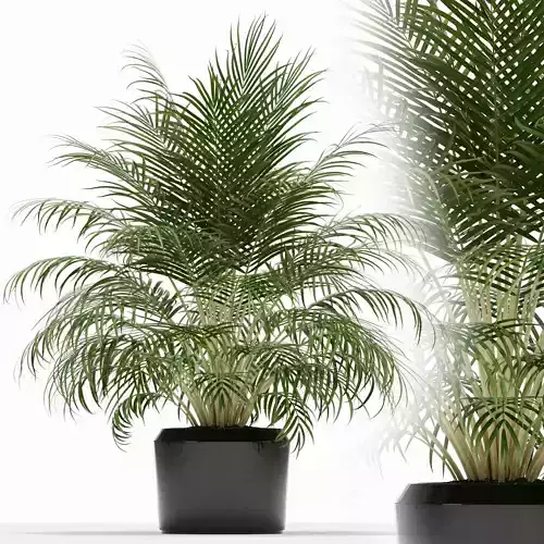 Plants collection 149 3D model
