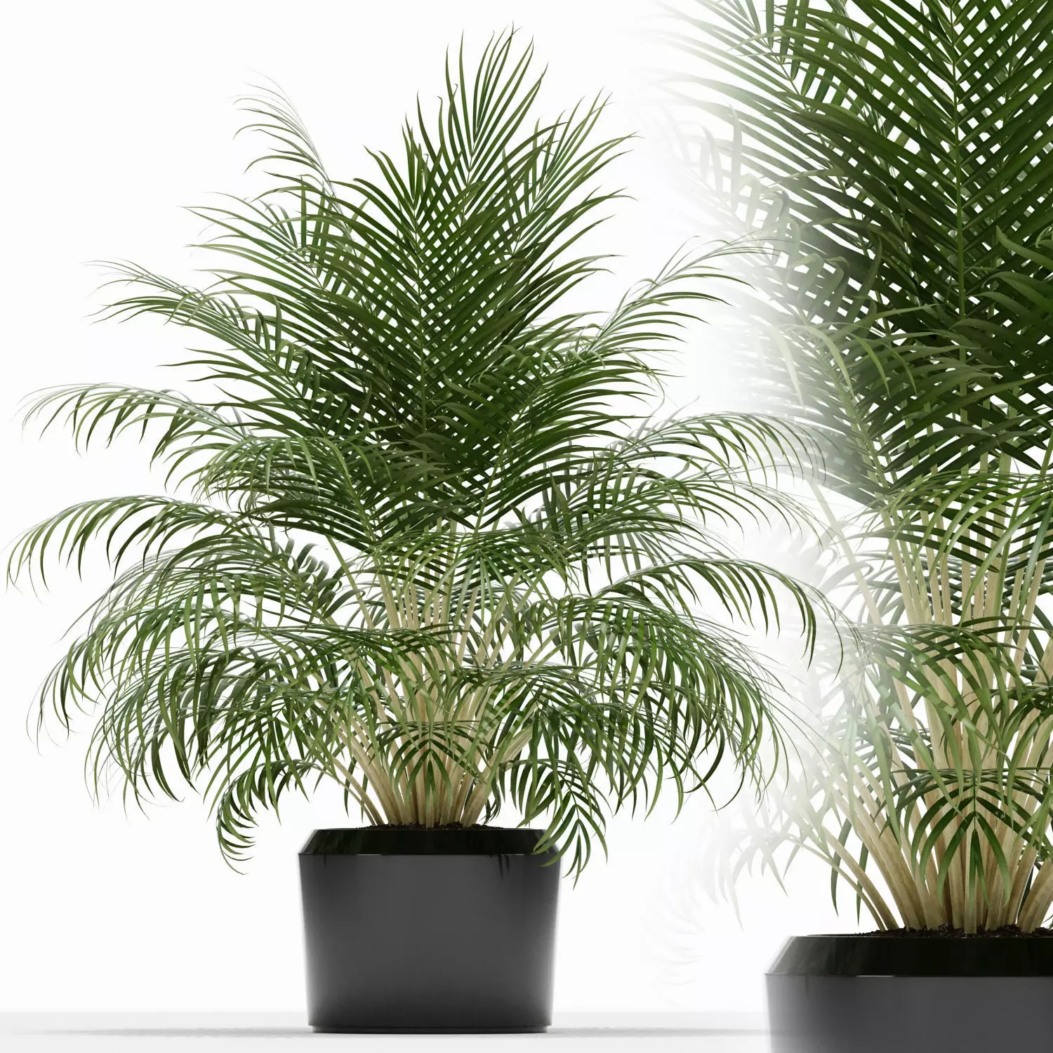 Plants collection 149 3D model_0