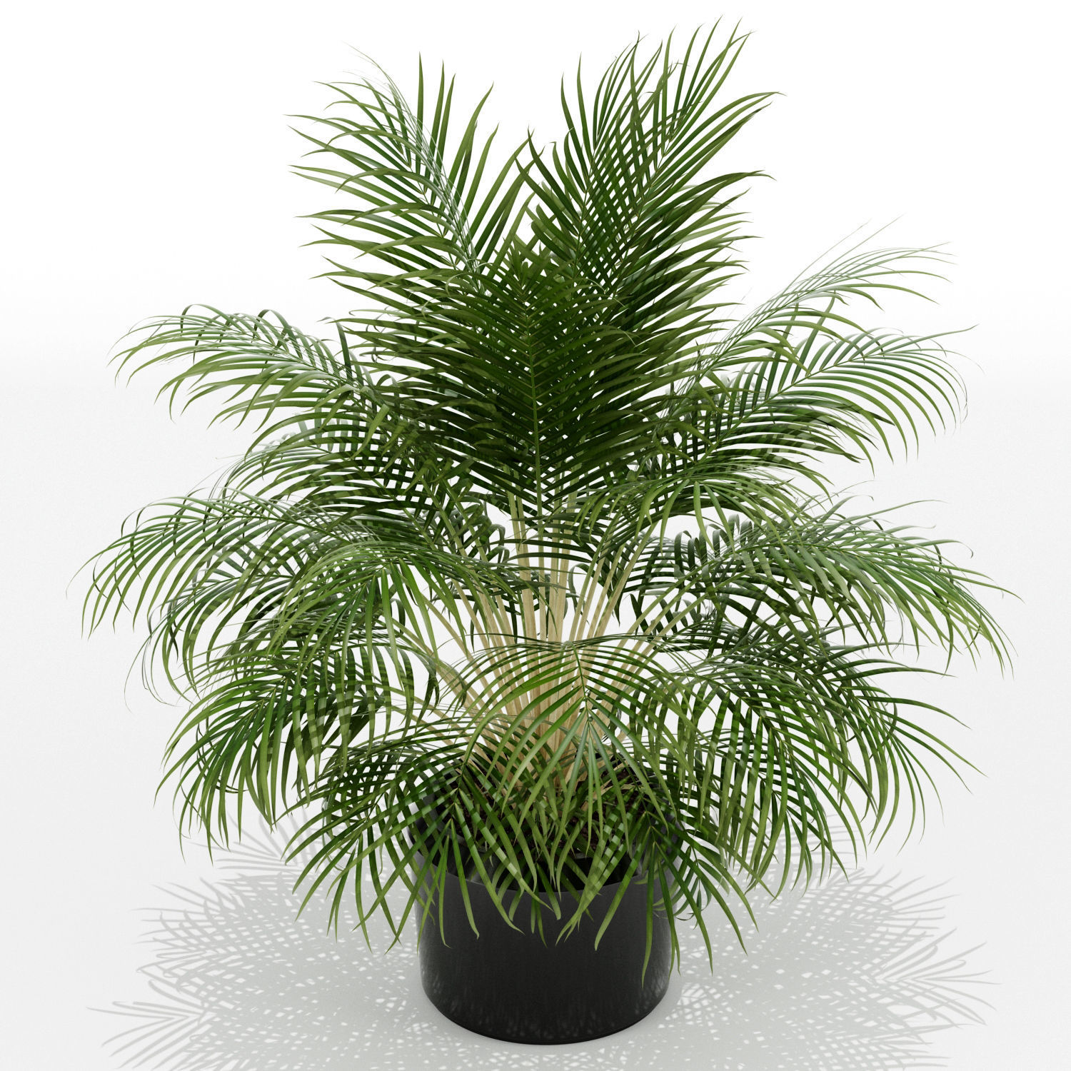 Plants collection 149 3D model_1