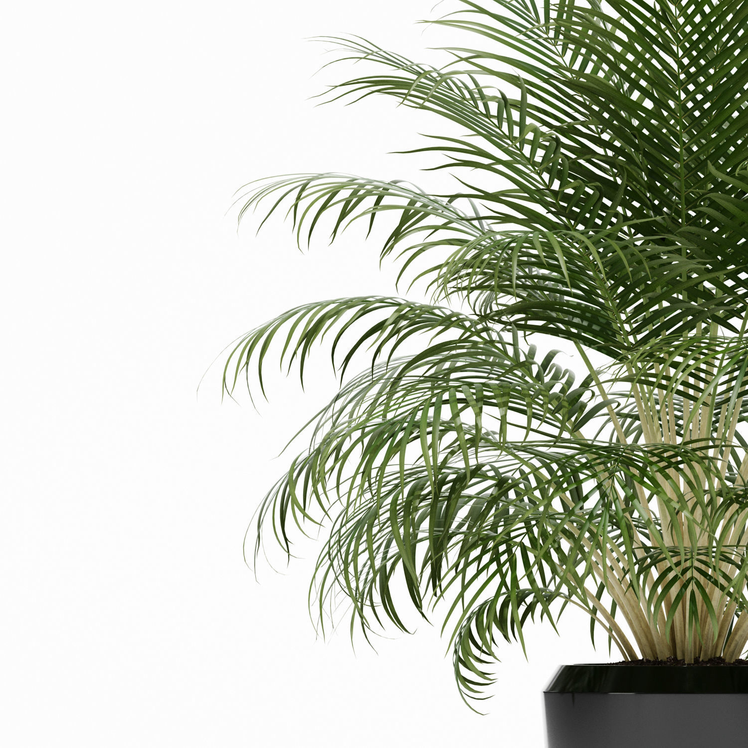 Plants collection 149 3D model_4