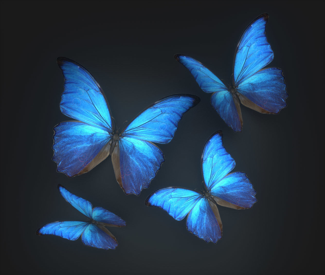 10 Animated Butterflies - FREE Free 3D model_2