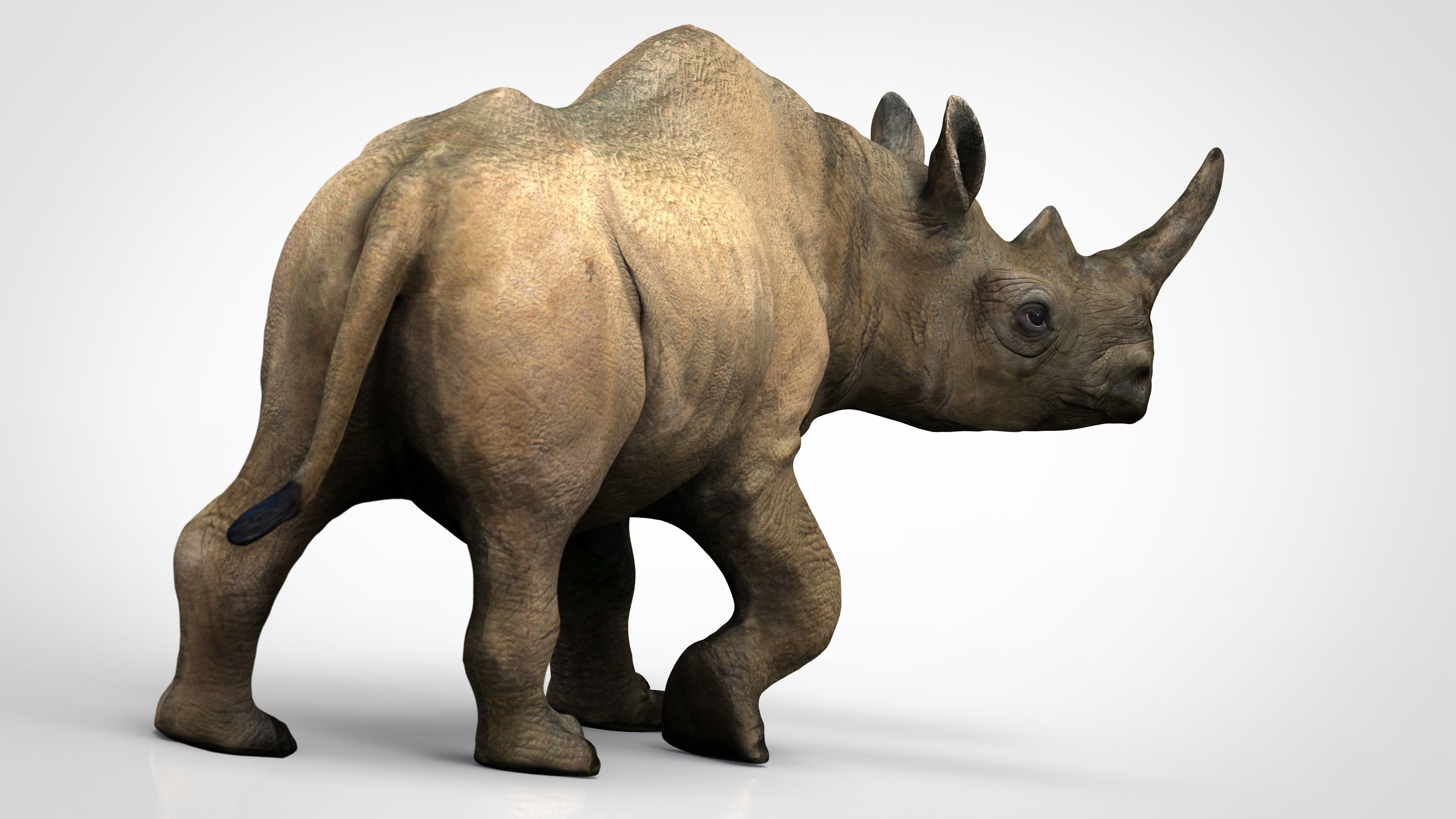 White rhinoceros Low-poly 3D model_7