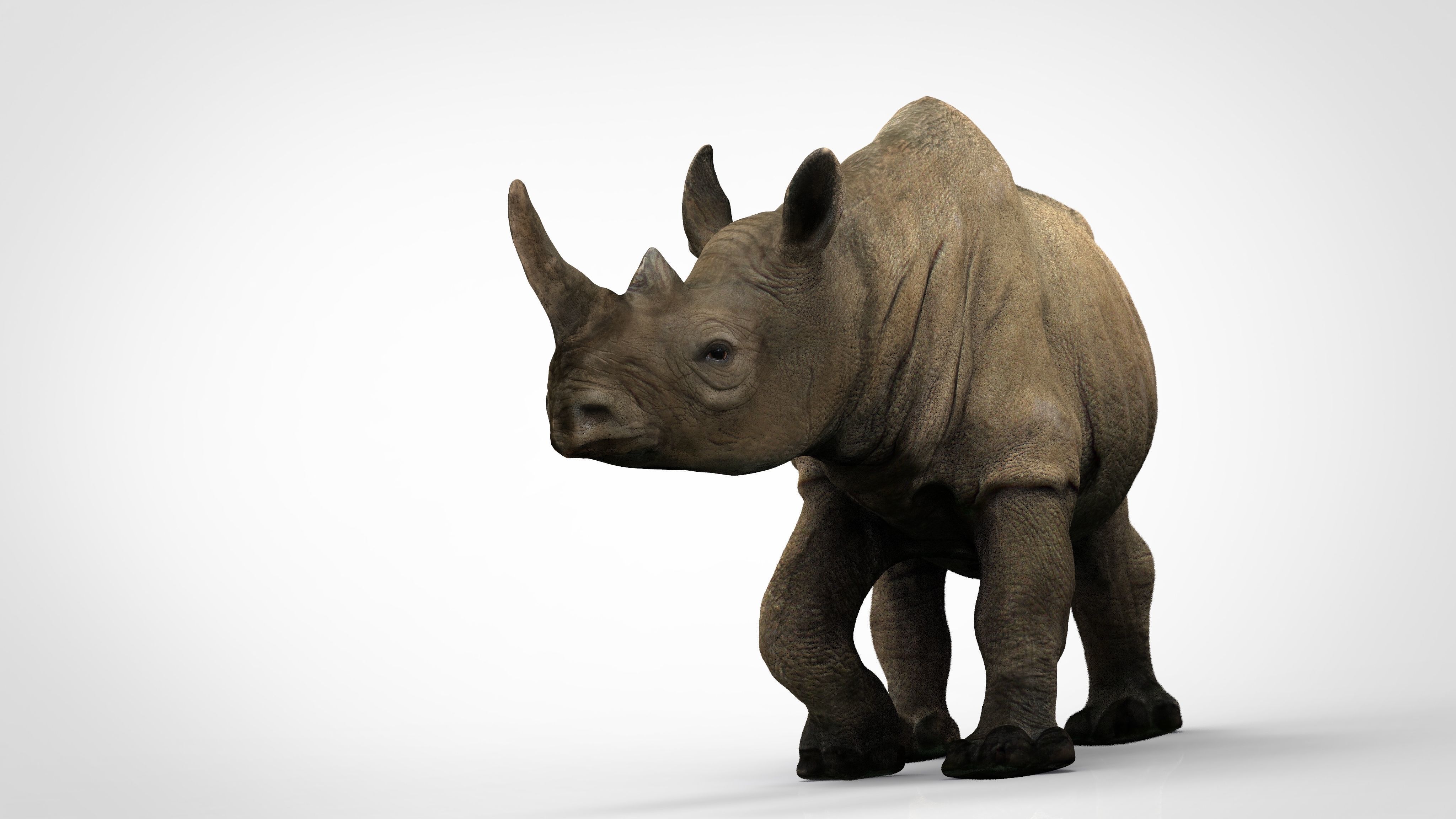 White rhinoceros Low-poly 3D model_8