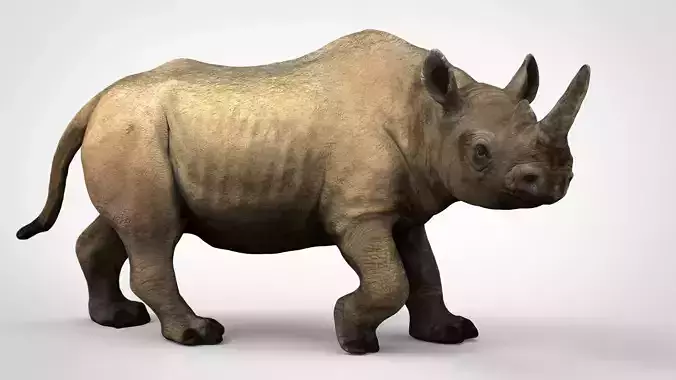 White rhinoceros