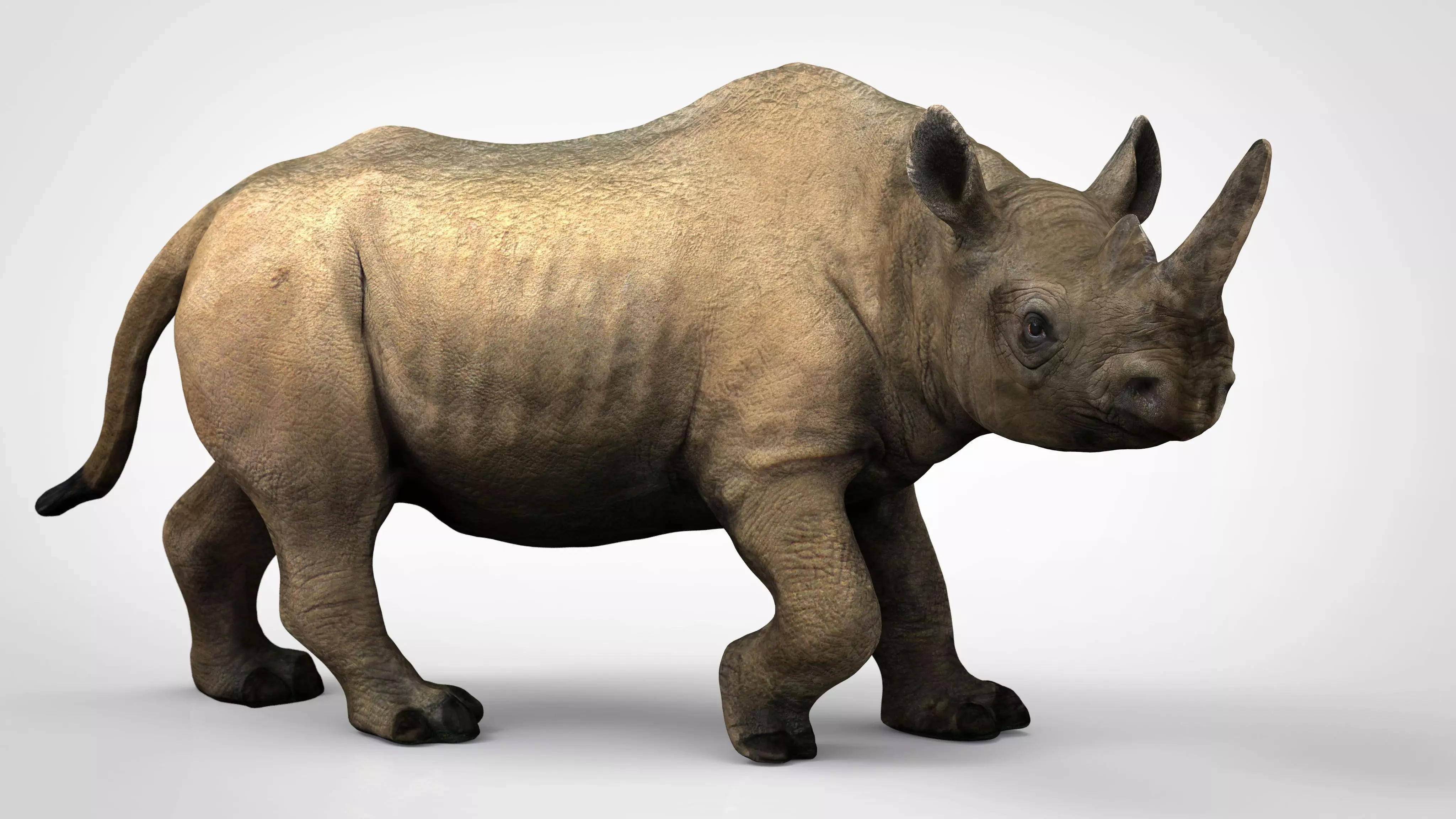 White rhinoceros Low-poly 3D model_0