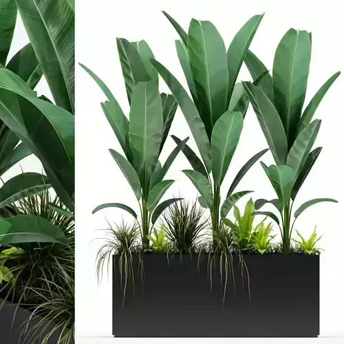 Plants collection 150