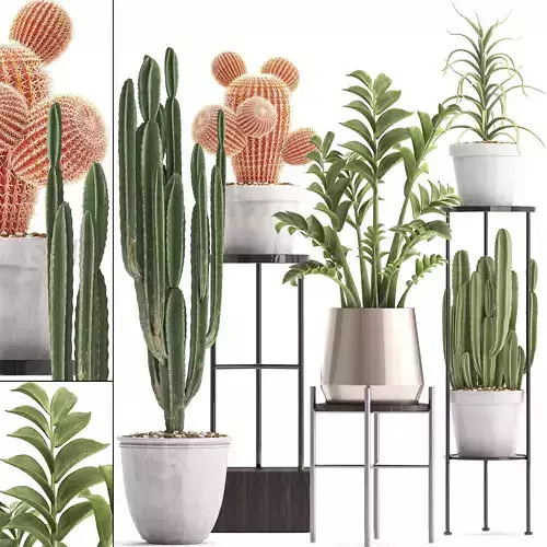 Collection of Exotic Cactus Plants 4