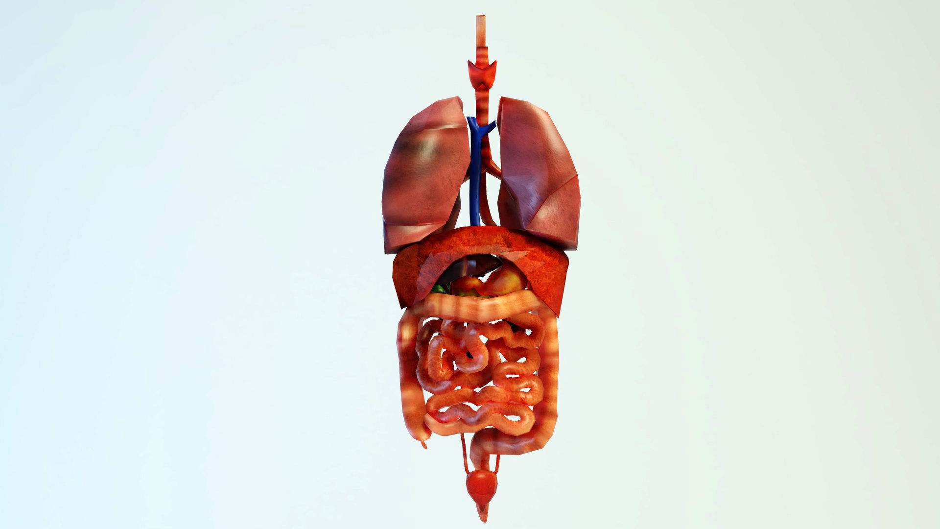 Low poly Human Anatomy Model Low-poly 3D model_5