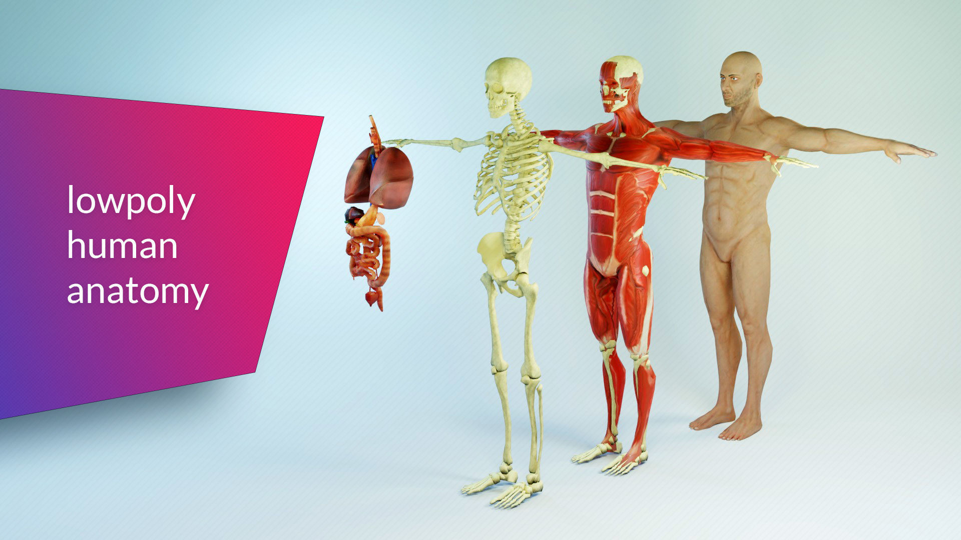 Low poly Human Anatomy Model Low-poly 3D model_1
