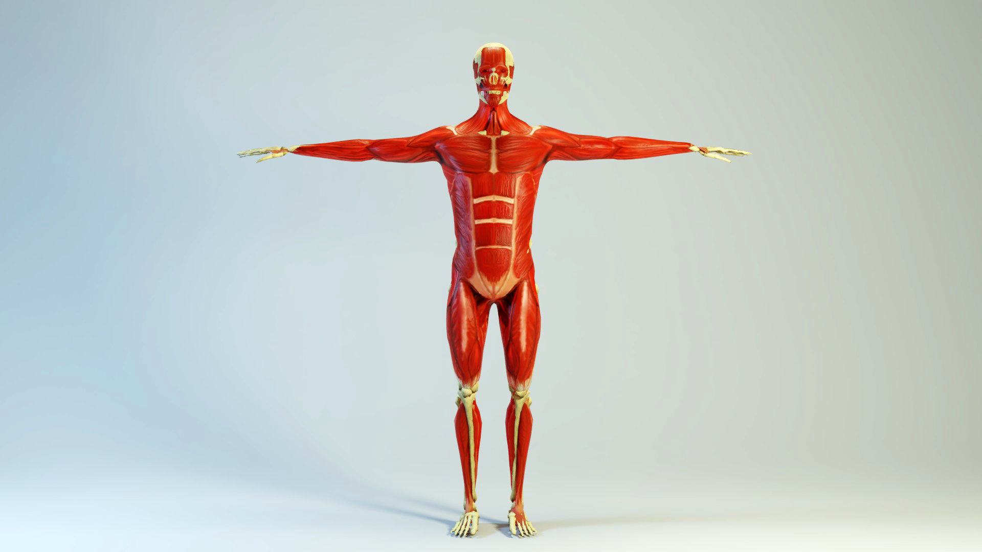 Low poly Human Anatomy Model Low-poly 3D model_3