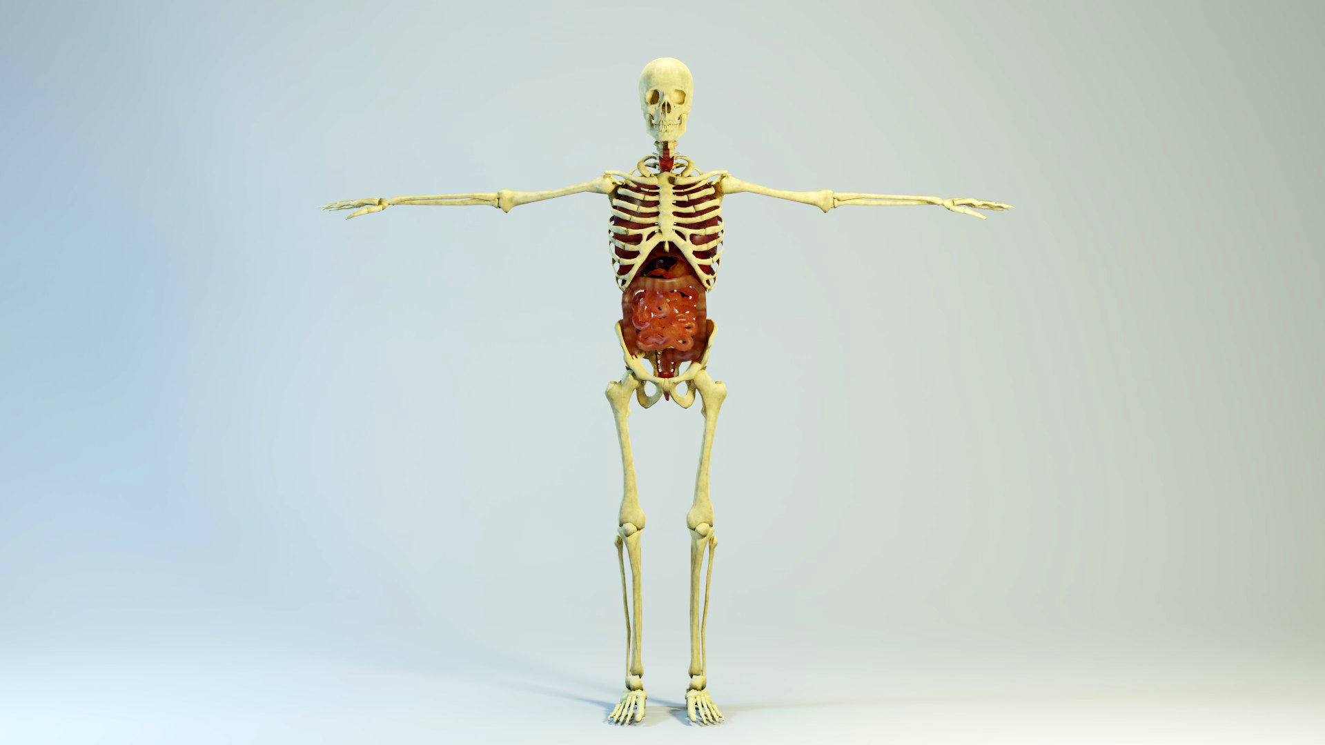 Low poly Human Anatomy Model Low-poly 3D model_4