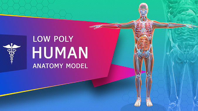 Low poly Human Anatomy Model Low-poly 3D model