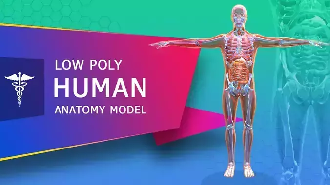 Low poly Human Anatomy Model Low-poly 3D model