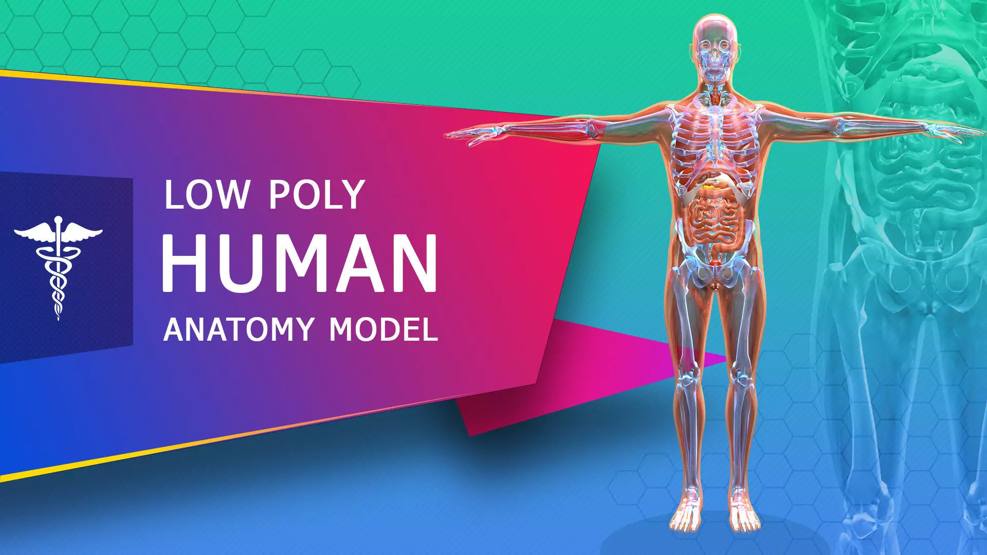 Low poly Human Anatomy Model Low-poly 3D model_0