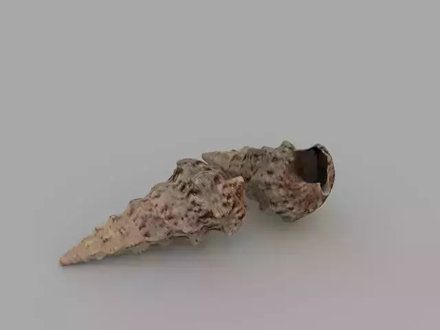 Seashell two sea shells