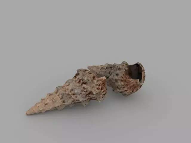 Seashell two sea shells 3D model