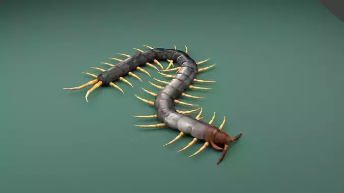 Centipede Riged Low-poly 3D model