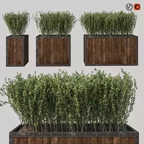 Street bush in a box I