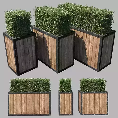 Street bush in a box II