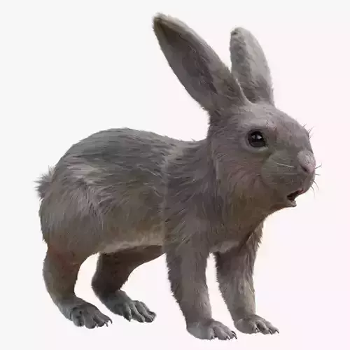 rabbit running 3D model
