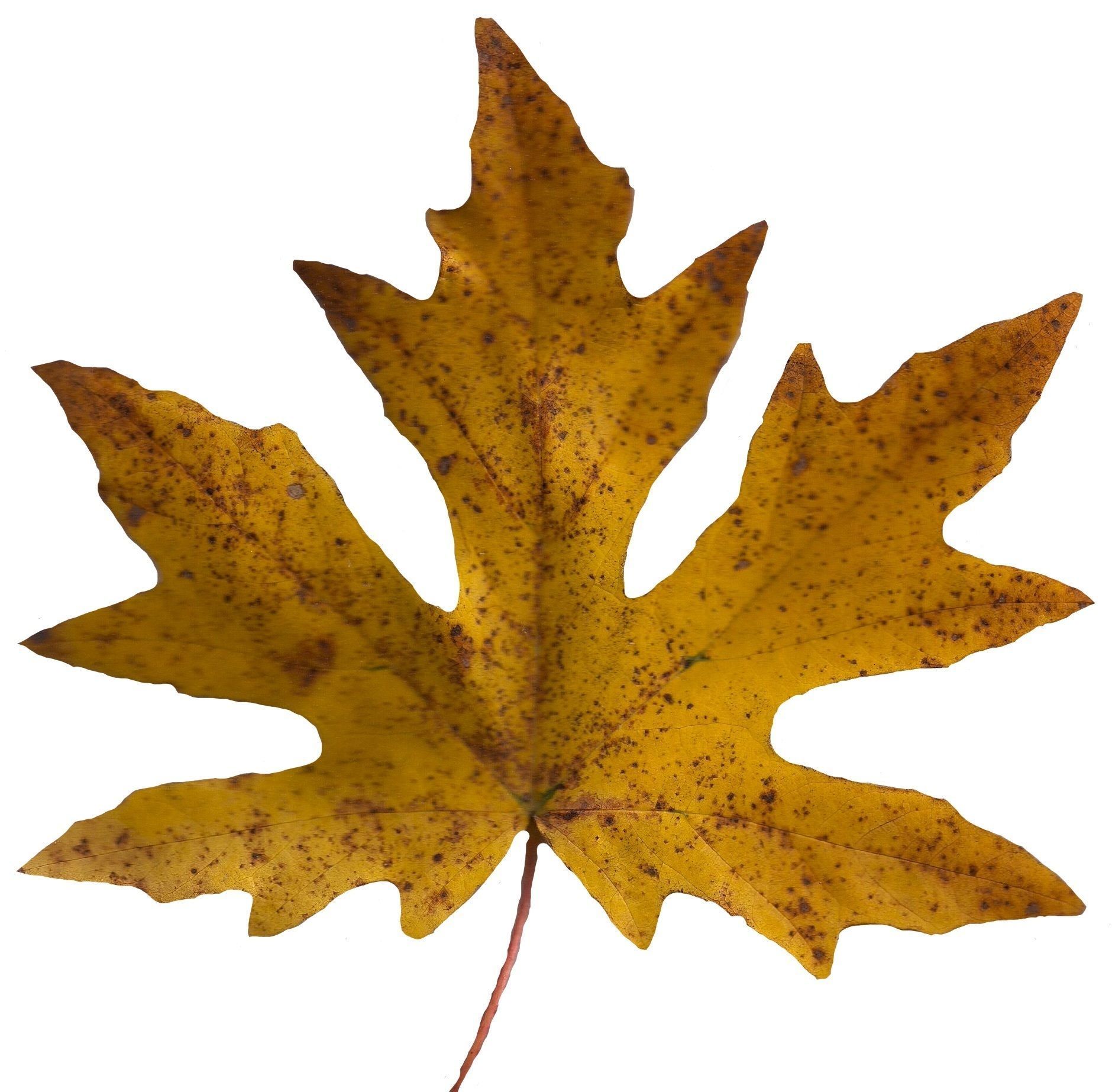 Bigleaf Maple Leaf Texture Pack - 19 Textures Texture_1