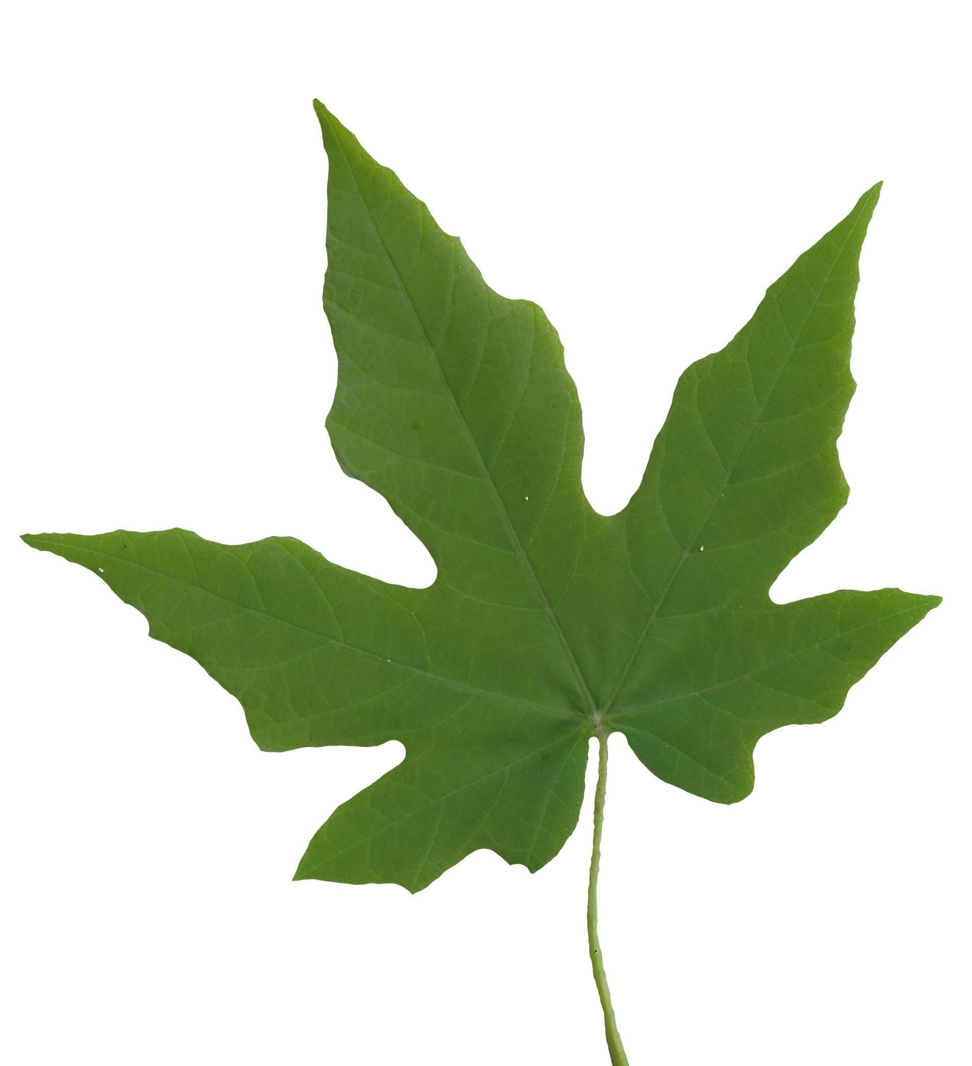 Bigleaf Maple Leaf Texture Pack - 19 Textures Texture_17