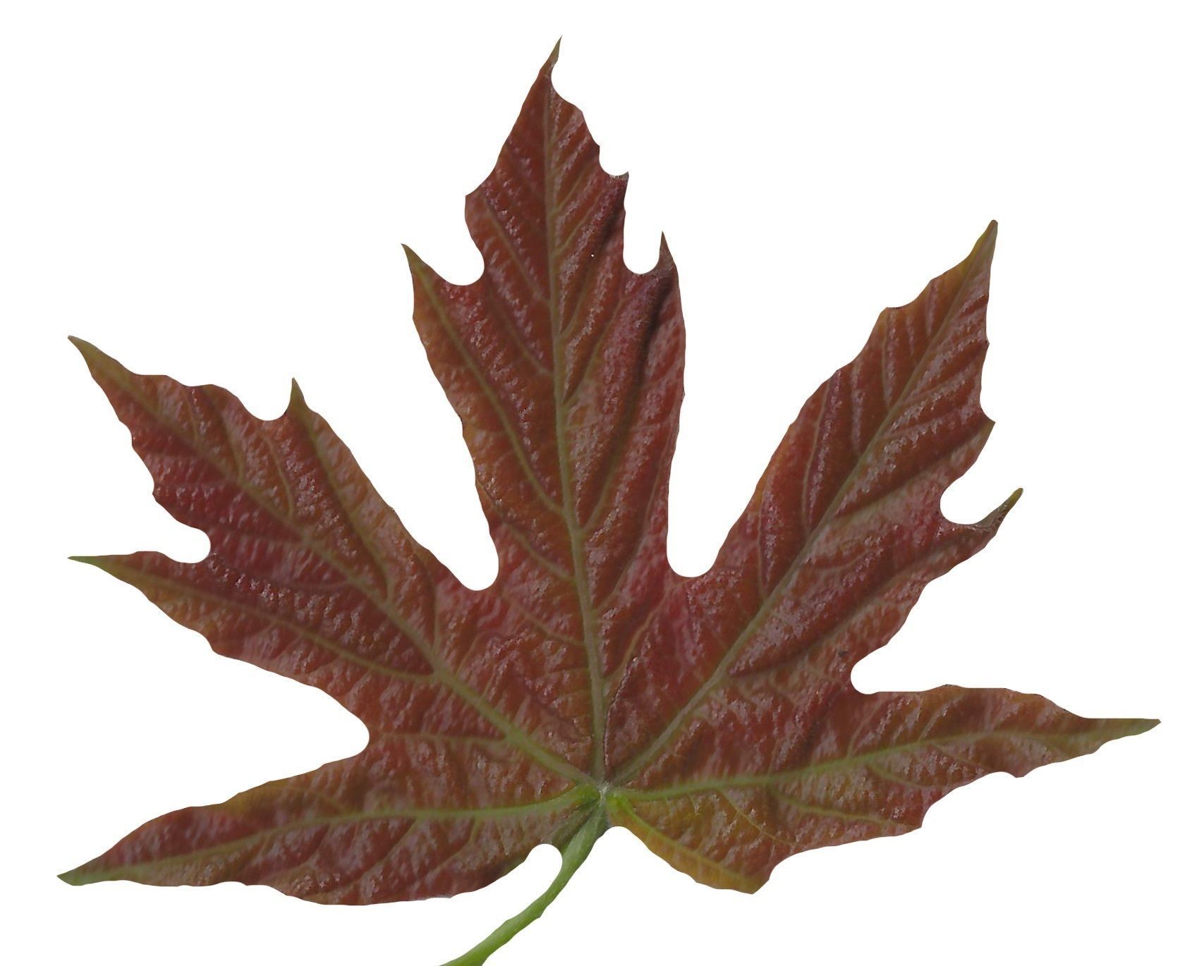 Bigleaf Maple Leaf Texture Pack - 19 Textures Texture_13