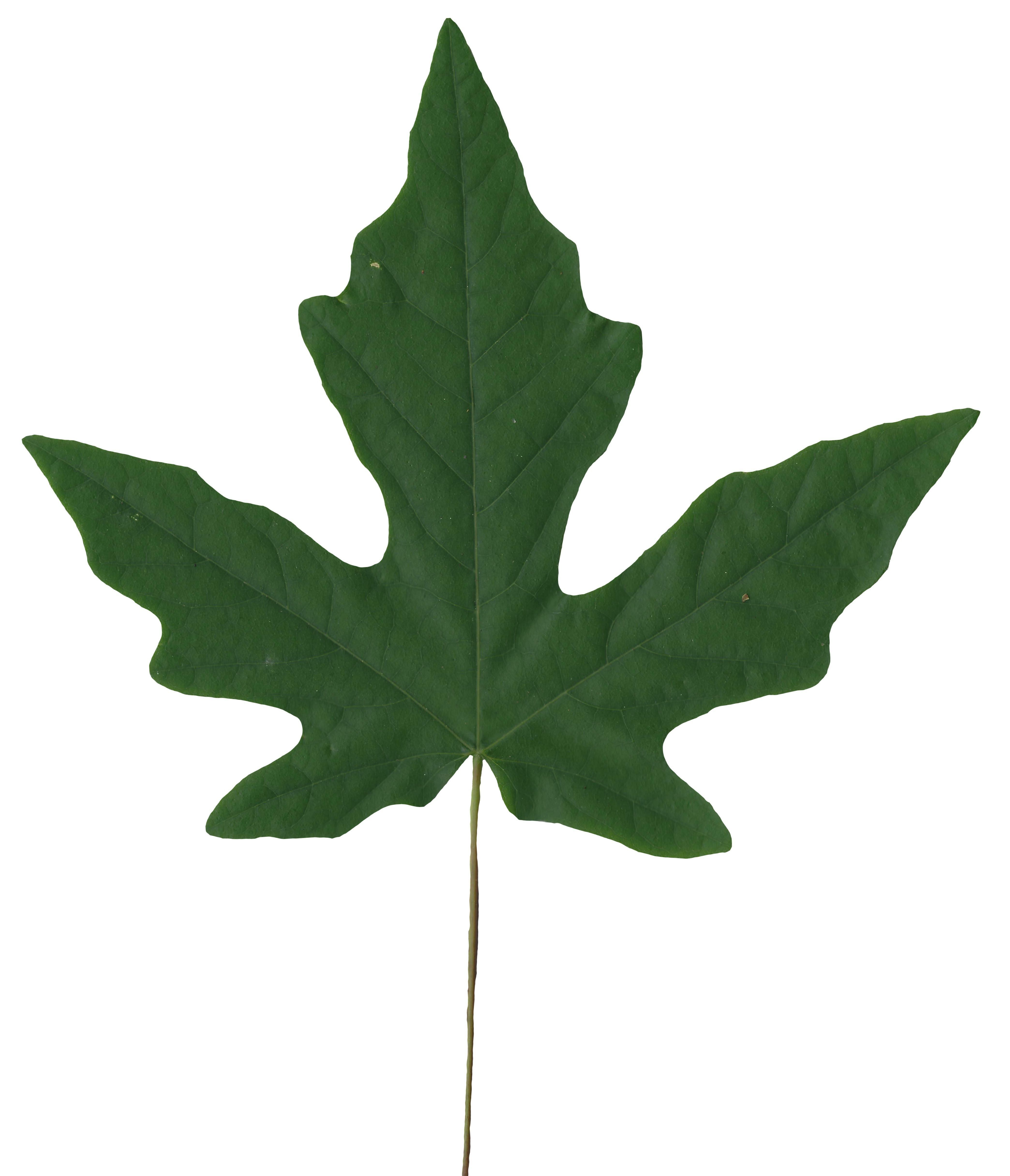 Bigleaf Maple Leaf Texture Pack - 19 Textures Texture_18