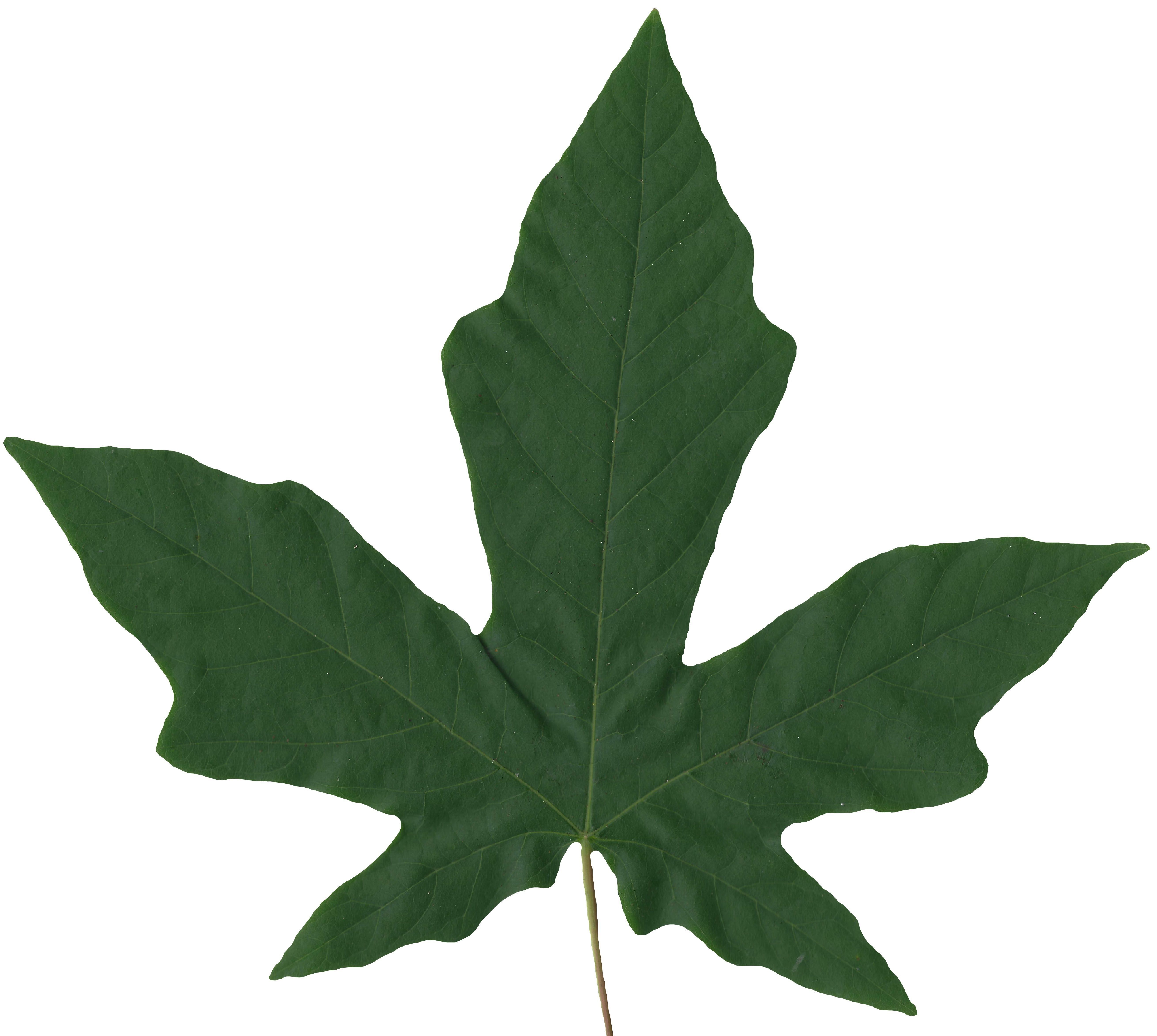 Bigleaf Maple Leaf Texture Pack - 19 Textures Texture_8